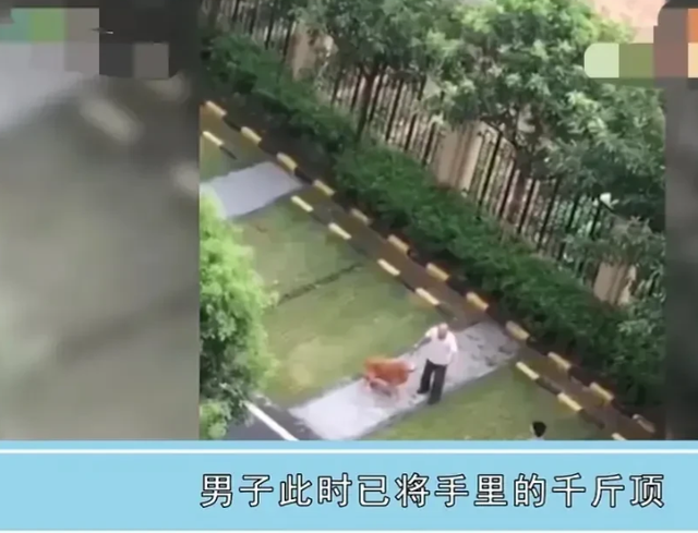 一女子因自家狗被咬死,扬言要一命抵一命