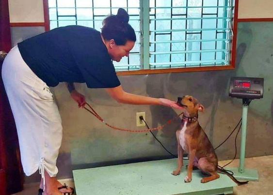 狗狗沦落荒岛，依靠虾干和降水存活，被救时瘦得只剩一身皮包骨头