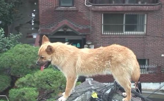 流浪犬立在楼顶围墙旁边,不许所有人挨近,掉下去时大家心都碎了