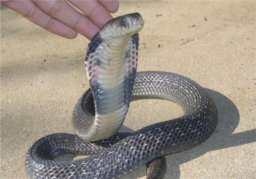 舟山眼镜蛇身份信息