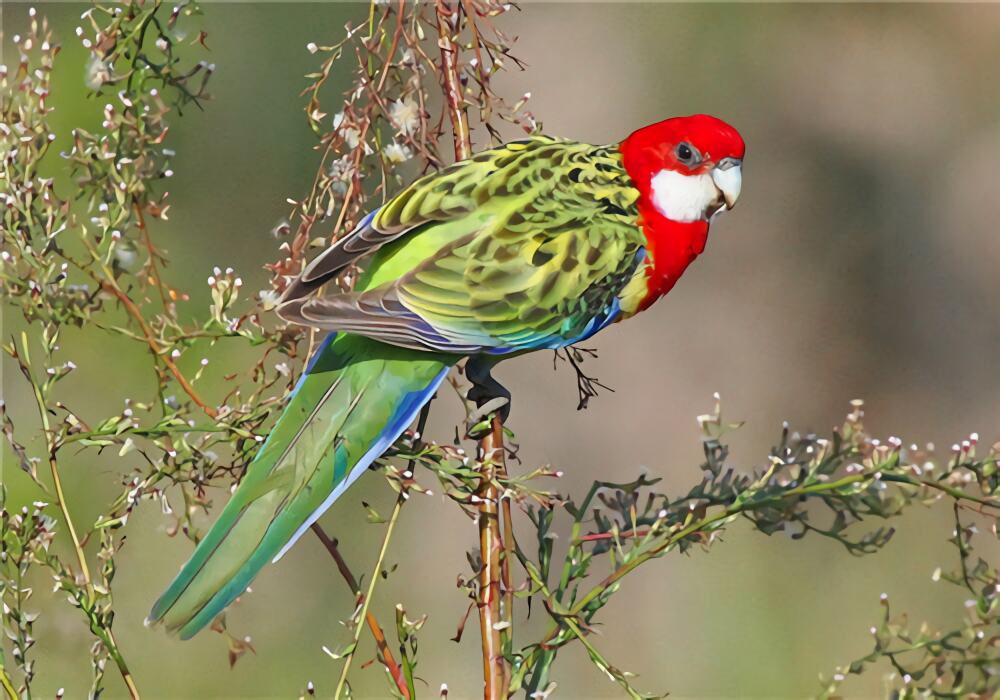 东玫瑰鹦鹉身份信息