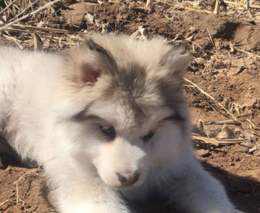 网友带阿拉斯加犬出来放风,玩了一会儿趴地面上不动了,脚底是什么