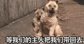 两只狗狗在水沟里等死,被救后却迟迟不肯离去,竟是因为…