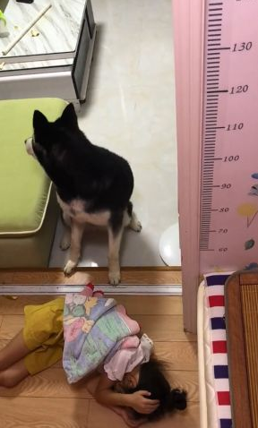 狗狗眼见小主人在地面上睡觉了,接下去的行为,令人内心一阵暖