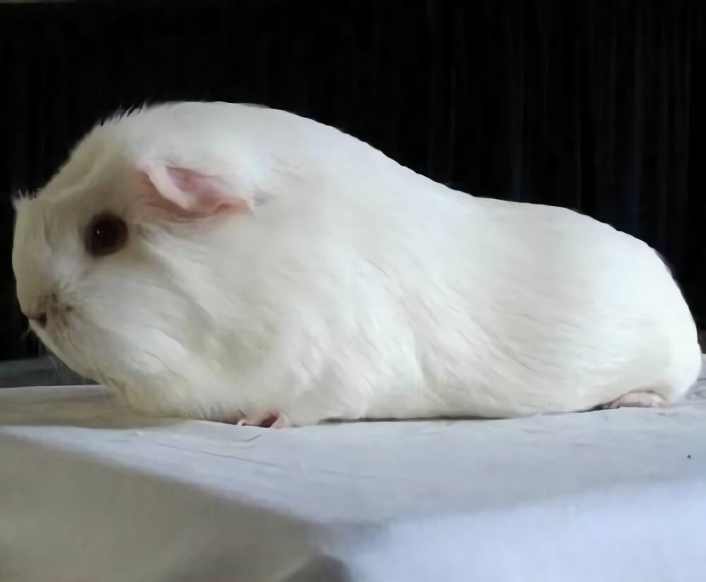 白色凤冠天竺鼠身份信息