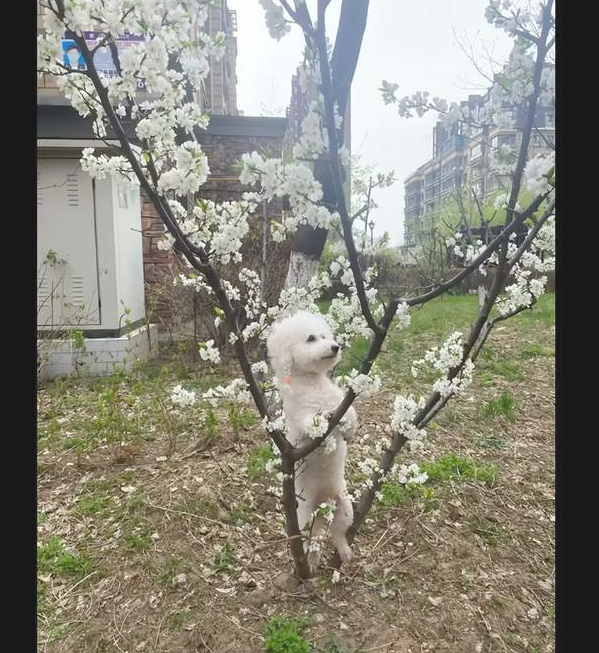 妈妈带上狗狗外出散散步，让它来到花边上拍照，浓浓乡土味呀！