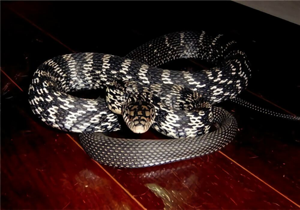 王锦蛇身份信息