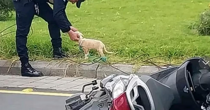 女孩出车祸身亡,刚被领养1天的狗狗寸步不离守护着她…