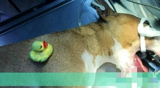 狗狗不断恶心呕吐,女人赶忙送到医院,查验后女人猛然傻眼了