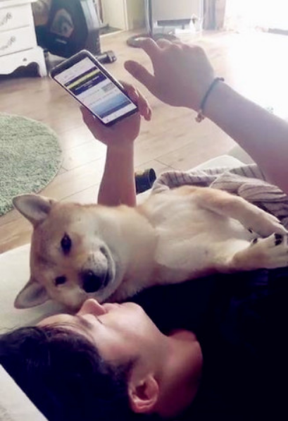 男主人看手机时,一不小心砸中怀里的柴犬,狗:确认过眼神是懂你的人!