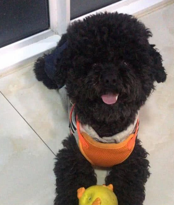 主人溺爱小泰迪犬,对它百依百顺,结果狗狗的行为让主人寒心