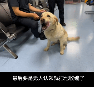 捡了个狗子,意外帮它找了份公务员工作,网友酸了:可以捡我吗?