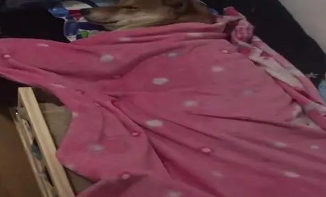 网友给柴犬买了一张小床,狗狗每天准时上床睡觉,可爱的像个孩子