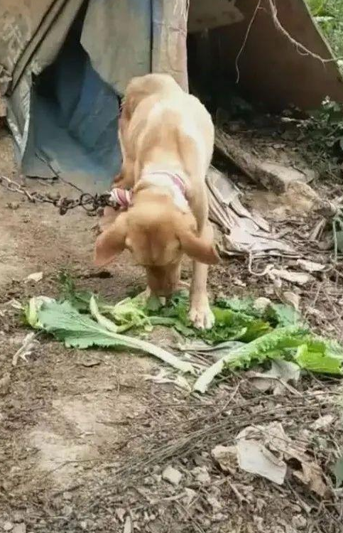 狗狗被绑在山上守菜地，瘦骨如柴，扔个苹果狼吞虎咽