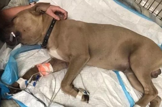 比特犬狂叫奔向小主人,竟叼出这条五颜六色蛇,第二天宣布没治