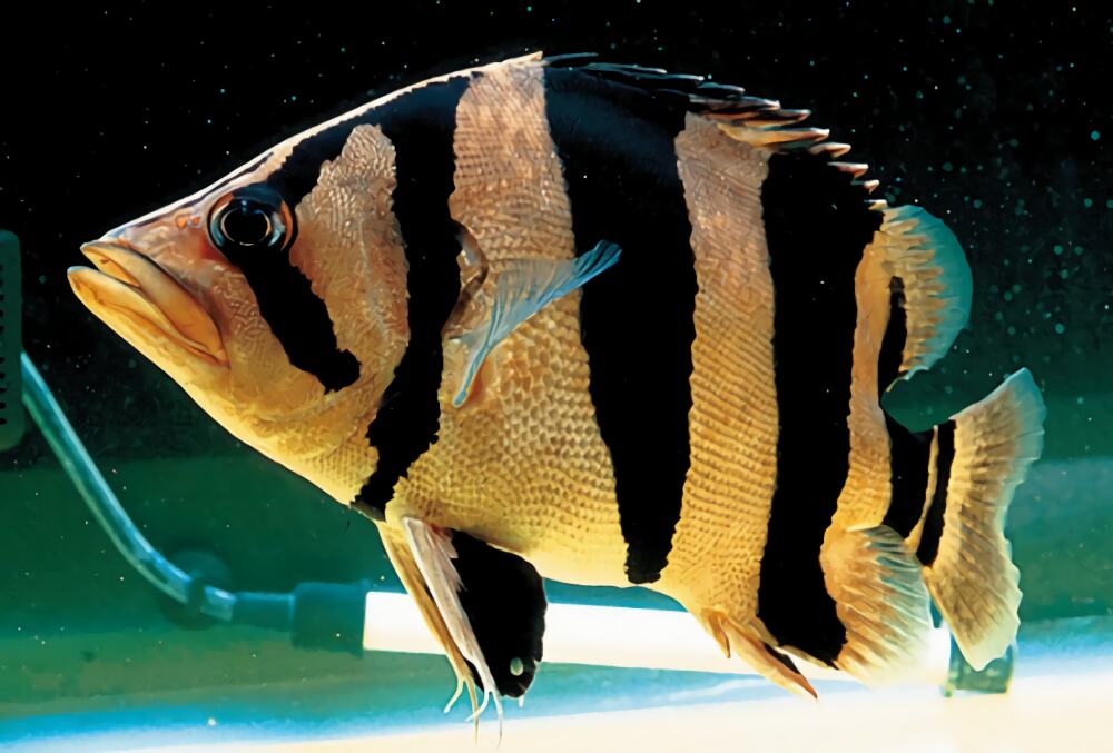 泰国虎身份信息