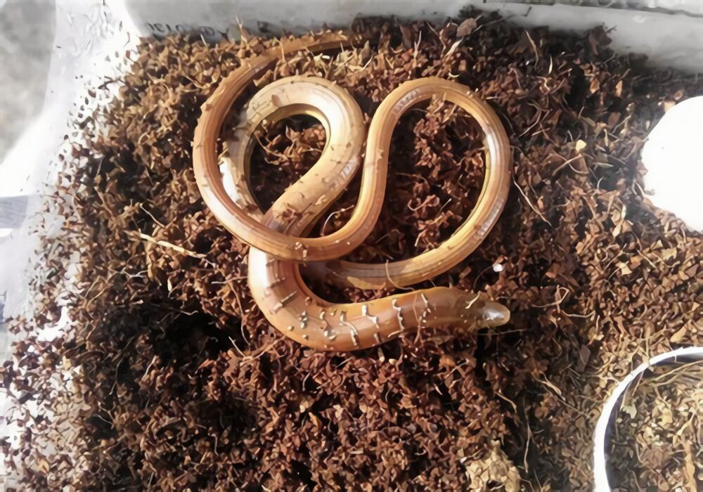 帝王蛇蜥身份信息