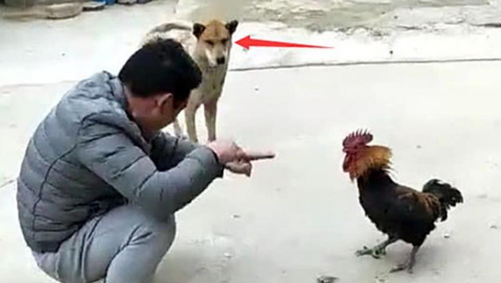 铲屎官跟只鸡在一旁玩游戏,狗狗满脸不屑:难怪你一直单身