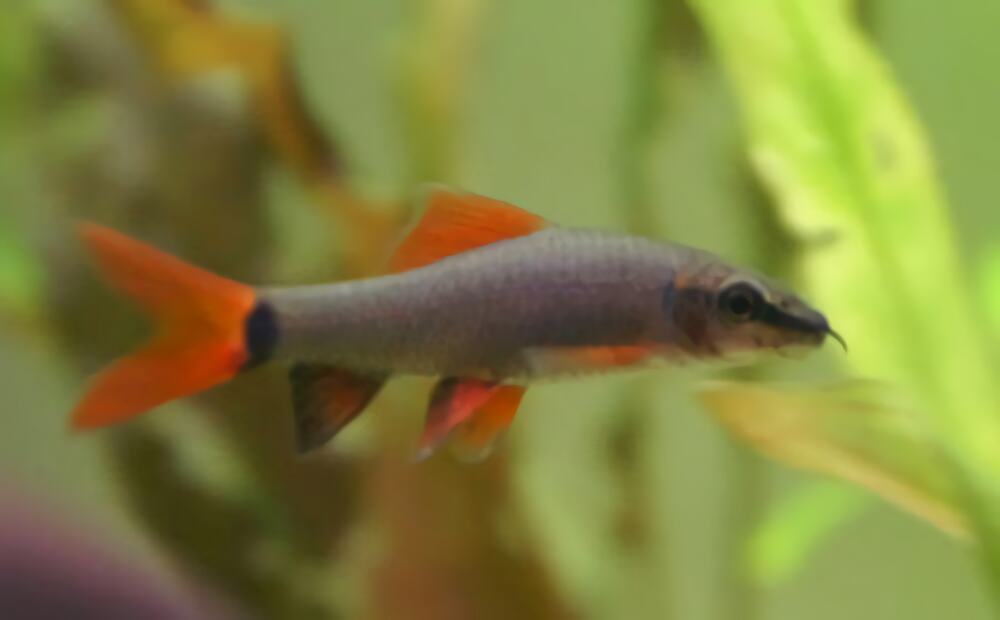 彩虹鲨身份信息