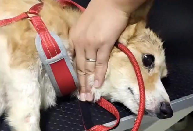 柯基犬无家可归,浑身是病,竟凭实力收获铲屎官!