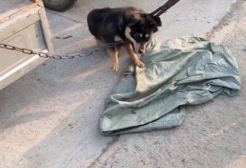 刚到狗市小土狗就被卖狗贩,大哥:它咬过人,就算不要钱也得卖