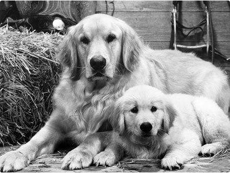 两个知名网红,逃税被罚1亿元 / 法国宠物店将禁售猫狗