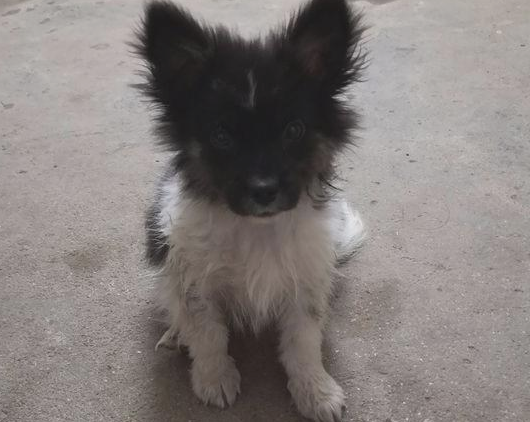 流浪狗饿坏了在快餐厅彷徨好几天，女生带回饲养二天后又悔了