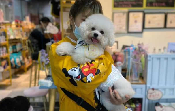 偶遇一只流浪狗,洗完澡颜值惊艳众人,凭实力收获铲屎官