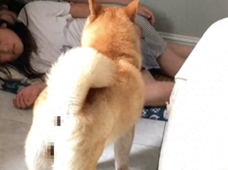 狗窝被小主人霸占了,柴犬就坐在窝前昂着头