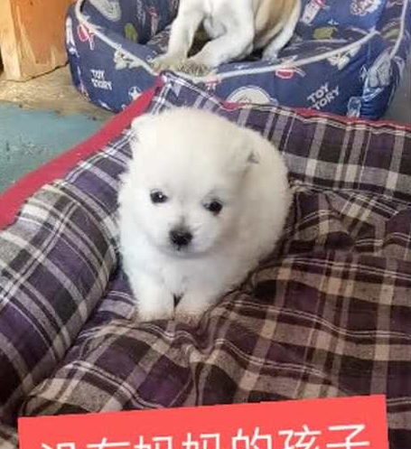 狗妈妈被冻僵在树下,小奶狗着急的向路人求救,竟着急得掉下眼泪