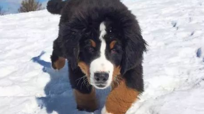 狗狗临终前施展全身气力把骨头放到主人拖鞋里，原来是因为...