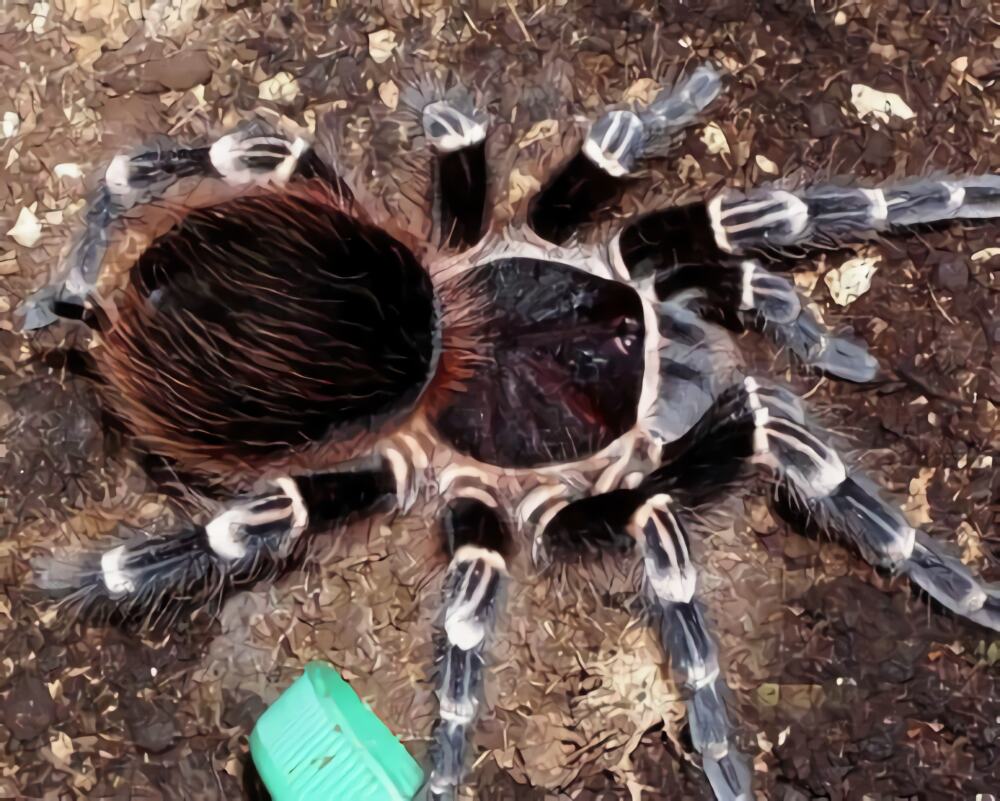 巴西红尾身份信息