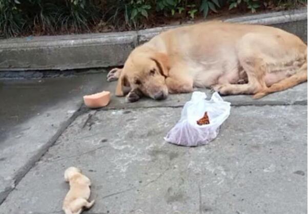 流浪母金毛生下一窝狗崽,被物业发现当场摔死两只