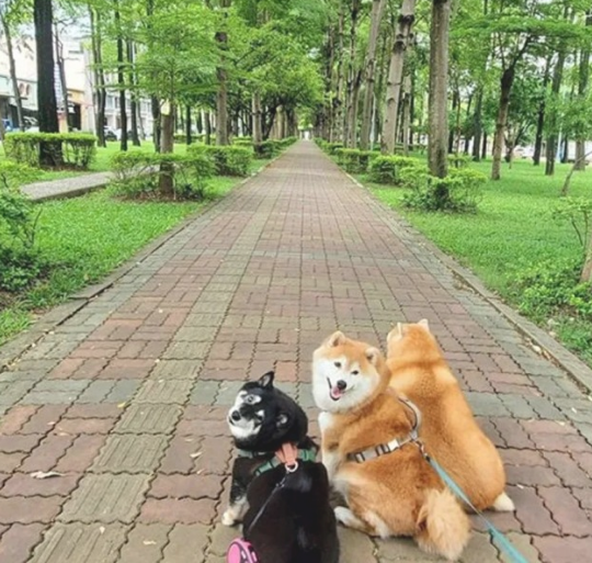 女子带柴犬外出散散步,却总被别人误以为是海象:这身型用心的吗?
