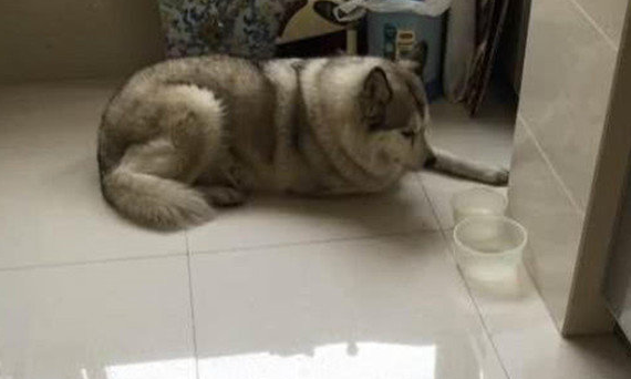 二哈被低价卖出到狗肉店,小伙狠不下心将它救下,获知原因后恼怒不己
