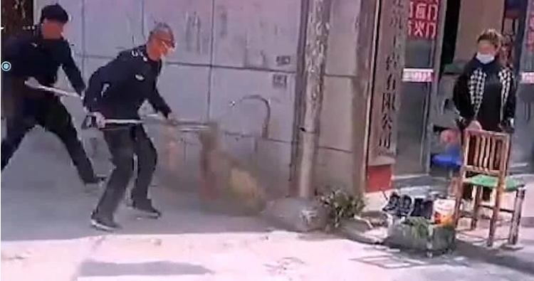 活该!遛狗不牵绳,狗被捕捉装笼带走“拘留”,狗主人哭喊阻拦