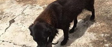 巴西狗挖垃圾堆 救出别人弃养初生幼犬