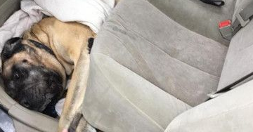 獒犬卡在车座下出不来 惊动消防员拉它出来