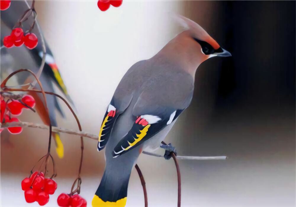 太平鸟身份信息