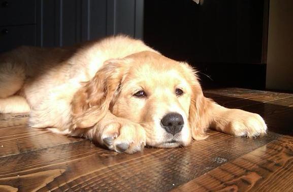 狗狗被“扔”救助站,前主人留信“它很健康,就是老饿!”