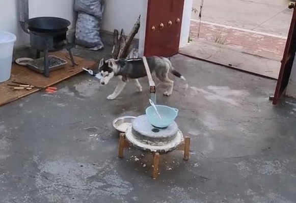 哈士奇精力太充沛了,主人家就要它帮助拉磨,狗:将我当驴用了?