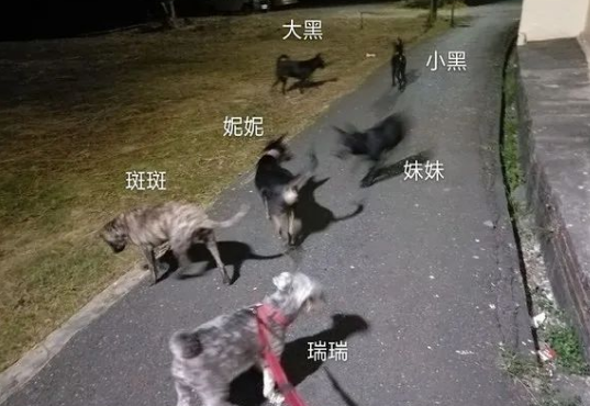 夜晚遛狗遭陌生男子数次搭讪,多亏流浪狗出面救了她一命!