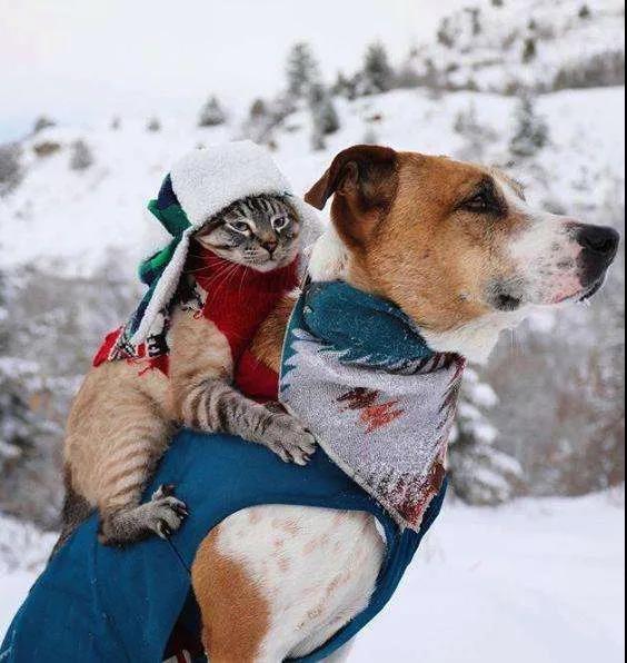 这是什么神仙组合啊!一猫一狗走天涯,完美诠释旅行的意义!