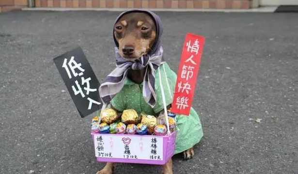 台湾一只狗狗帮主人摆摊卖粽子,竟然成了网红