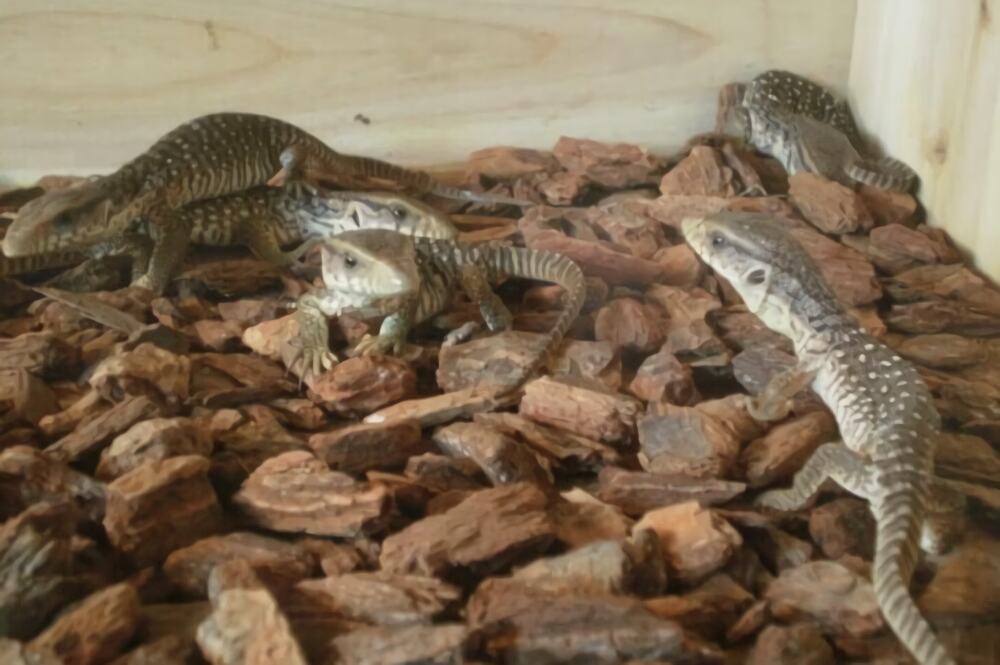 平原巨蜥身份信息