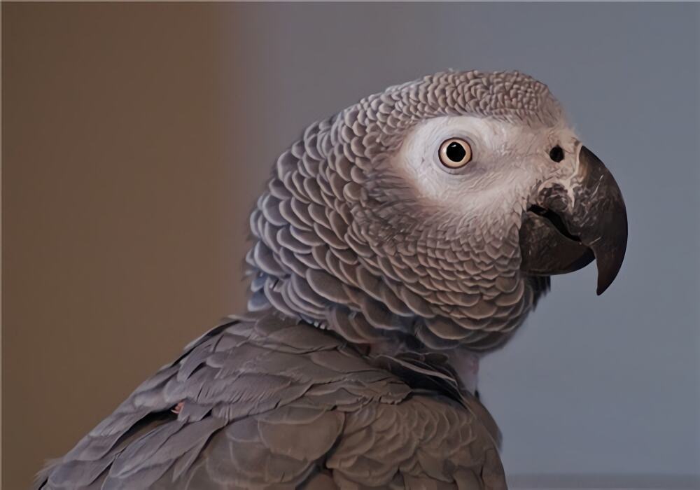 非洲灰鹦鹉身份信息