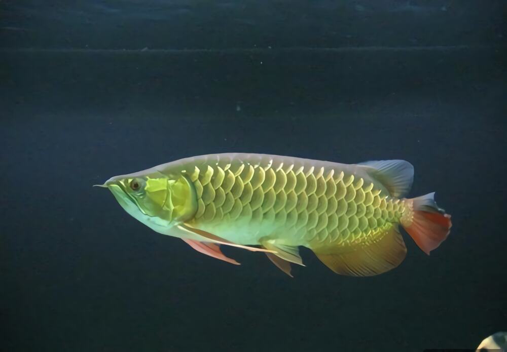 亚洲龙鱼身份信息