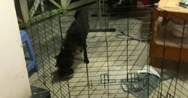 向人类求助的流浪狗,惨遭家犬驱赶,依然穷追不舍,它只想活下去