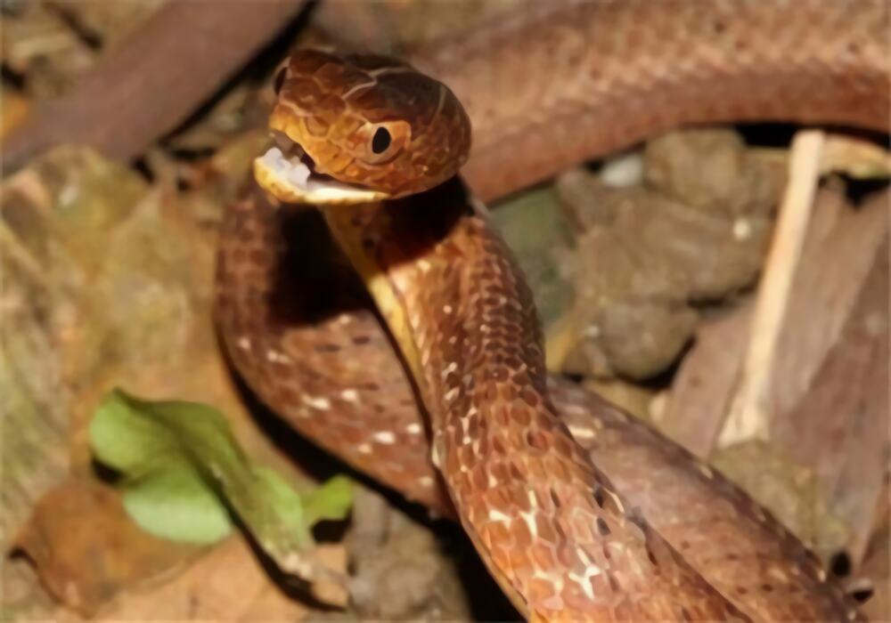 紫砂蛇身份信息