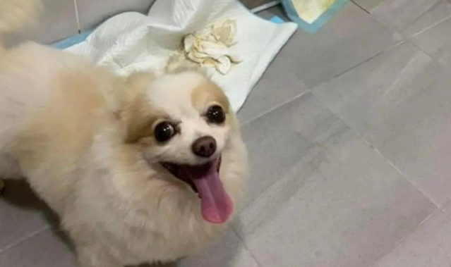 狗子深夜叩门带主人去洗手间，竟然是为了更好地显摆...哈哈哈哈哈